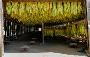 Burley tobacco leaves hanging in a traditional curing barn