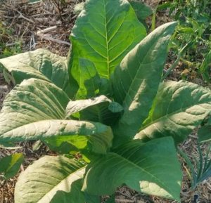 Enigmatic tobacco leaves under the sun's caress in a serene Kentucky pasture.