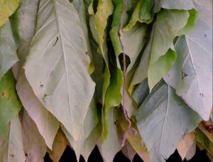 Ripe tobacco leaves in a US farm