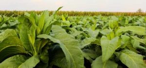 A tapestry of green: An aerial spectacle of Virginia's tobacco fields